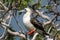 Red-Footed Booby Bird