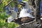 Red-footed booby bird with a chick