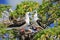 Red-Footed Booby Birds