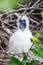 Red Footed Booby Chick