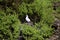 Red-footed Booby Chick  834010