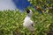 Red-footed booby chick