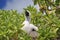 Red-footed booby chick