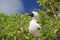 Red-footed booby chick