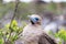 Red Footed Booby Closeup