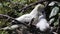 Red-Footed Booby Feeding Chick in Belize