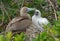 Red Footed Booby Feeding Young, Galapagos Islands
