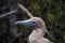 Red Footed Booby, sula sula, Portrait of Adult with Blue Beak, Galapagos Islands