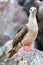 Red Footed Booby Vertical