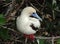 Red-Footed Booby-White Morph, Galapagos Islands