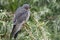 Red-footed Falcon