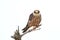 Red-footed falcon (Falco vespertinus)