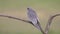 Red-footed falcon, Falco vespertinus,