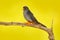 Red-footed Falcon, Falco vespertinus, bird sitting on branch with clear green background, cleaning plumage, feather in the bill, a