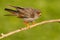 Red-footed Falcon, Falco vespertinus, bird sitting on branch with clear green background, cleaning plumage, feather in the bill, a