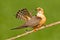 Red-footed Falcon, Falco vespertinus, bird sitting on branch with clear green background, cleaning plumage, feather in the bill, a