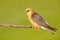 Red-footed Falcon, Falco vespertinus, bird sitting on branch with clear green background, cleaning plumage, feather in the bill, a