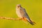 Red-footed Falcon, Falco vespertinus, bird sitting on branch with clear green background, cleaning plumage, feather in the bill, a