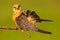 Red-footed Falcon, Falco vespertinus, bird sitting on branch with clear green background, cleaning plumage, feather in the bill