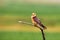 The red-footed falcon Falco vespertinus, formerly western red-footed falcon, female sitting on the branch with green background