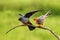Red-footed Falcon Falco vespertinus mating pair on green background. A pair of small falcons on a branch during courtship