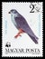 Red-footed Falcon (Falco vespertinus), Protected birds of prey serie, circa 1983
