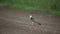 The red-footed falcon Falco vespertinus, a red-legged falcon sitting on the ground