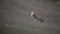 The red-footed falcon Falco vespertinus, a red-legged falcon sitting on the ground