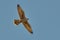 Red-footed falcon flying