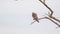 Red footed hawk Falco vespertinus in natural environment