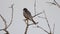 Red footed hawk Falco vespertinus in natural environment