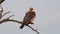 Red footed hawk Falco vespertinus in natural environment