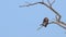 Red footed hawk Falco vespertinus in natural environment