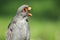 Red-footed kestrel