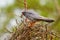 Red-footed Kestrel - Falco vespertinus