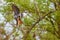 Red-footed Kestrel - Falco vespertinus