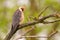 Red-footed Kestrel - Falco vespertinus