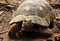 Red footed tortoise or Chelonoidis carbonarius