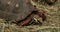 Red-footed tortoise Chelonoidis carbonarius