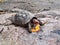 The red-footed tortoise, Chelonoidis carbonarius at Imbassai, Bahia, Brazil