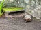 The red-footed tortoise, Chelonoidis carbonarius at Imbassai, Bahia, Brazil