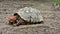 The red-footed tortoise, Chelonoidis carbonarius at Imbassai, Bahia, Brazil