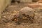 Red-footed tortoise crawling around