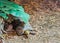 Red footed tortoise laying under a green leaf, tropical threatened turtle specie from America