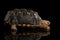 Red-footed tortoises, Chelonoidis carbonaria, Isolated black background