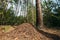 Red Forest Ants Formica Rufa In Anthill Under Pine Tree. Red Ant Colony