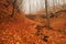 red forest in autumn