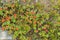 Red forest berries in the tundra in autumn colors on the moss ba