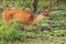 Red forest duiker