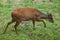 Red forest duiker